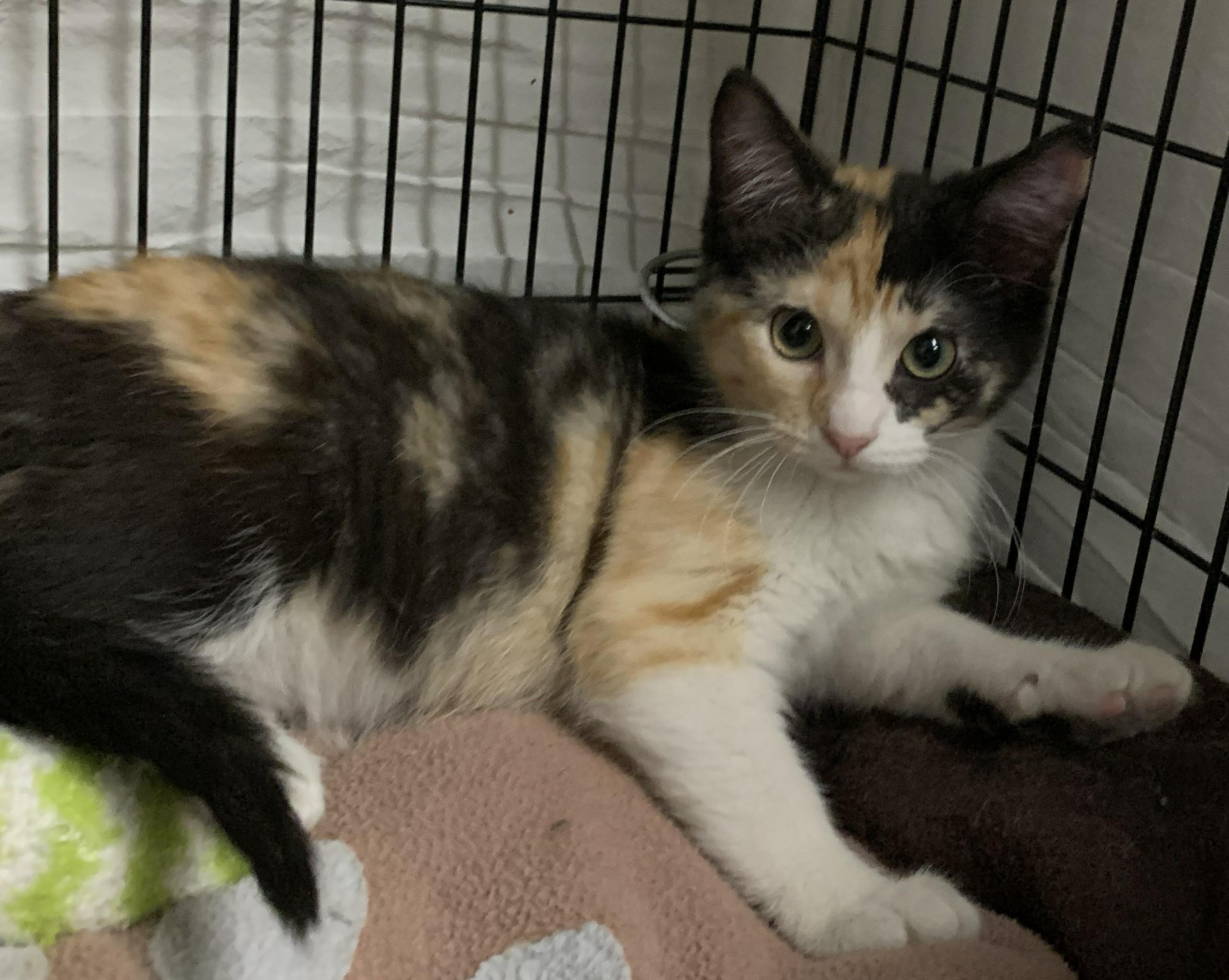 Iona26, a ADOPTABLE Domestic Short Hair in Milwaukee, WI image 4/4