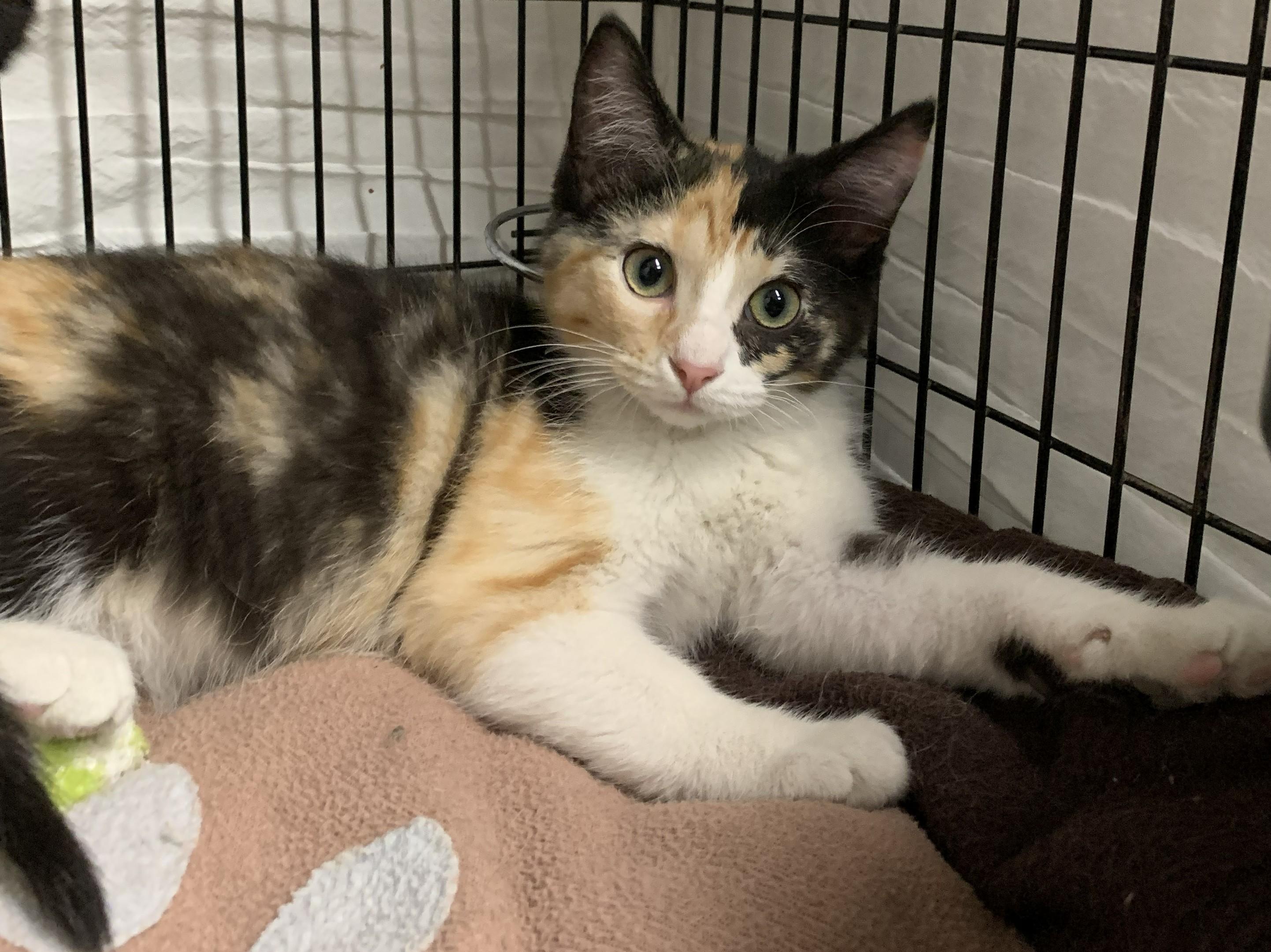 Iona26, a ADOPTABLE Domestic Short Hair in Milwaukee, WI image 2/4