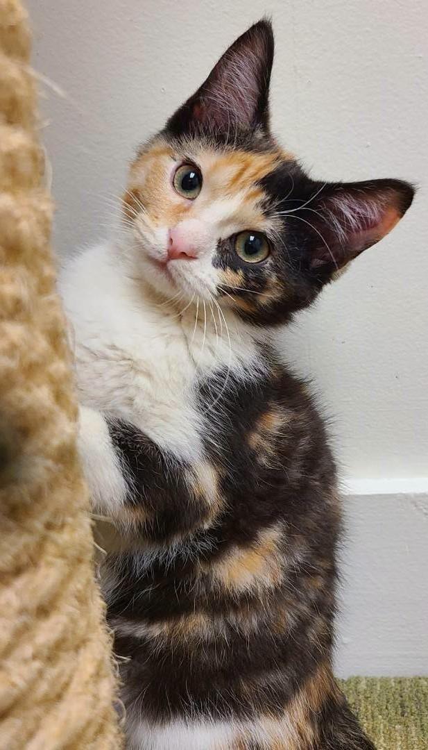 Iona26, a ADOPTABLE Domestic Short Hair in Milwaukee, WI image 1/4