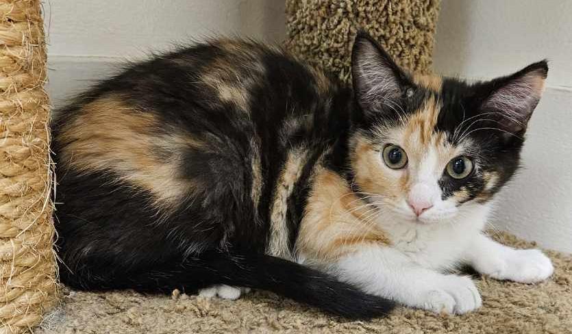 Iona26, a ADOPTABLE Domestic Short Hair in Milwaukee, WI image 3/4