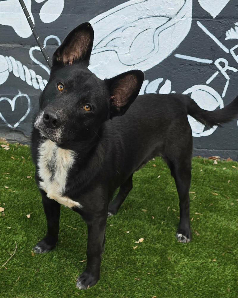 Enlarge Leo, a Adoptable mixed breed in Manhattan, NY image 1/1