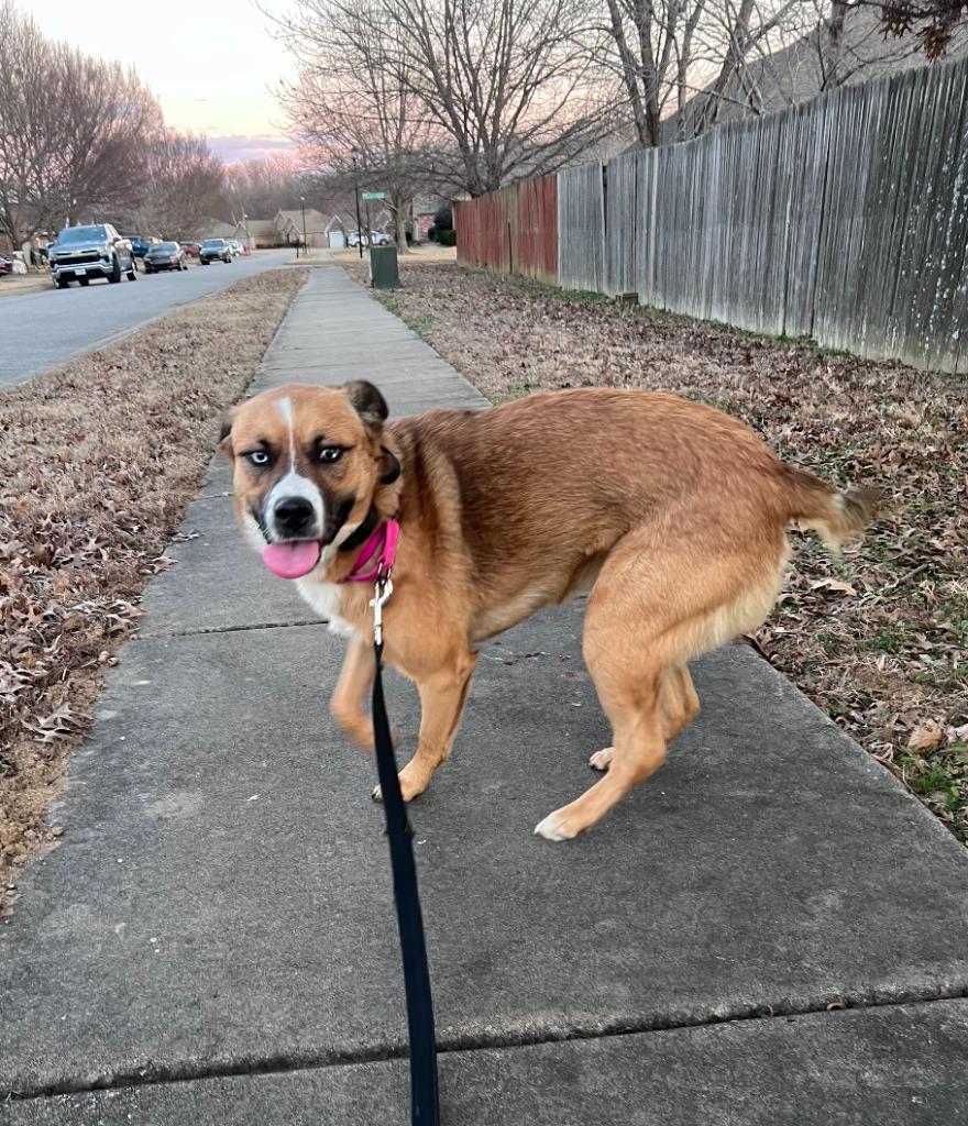 Enlarge Bella, a Adoptable mixed breed in Fayetteville, AR image 1/6