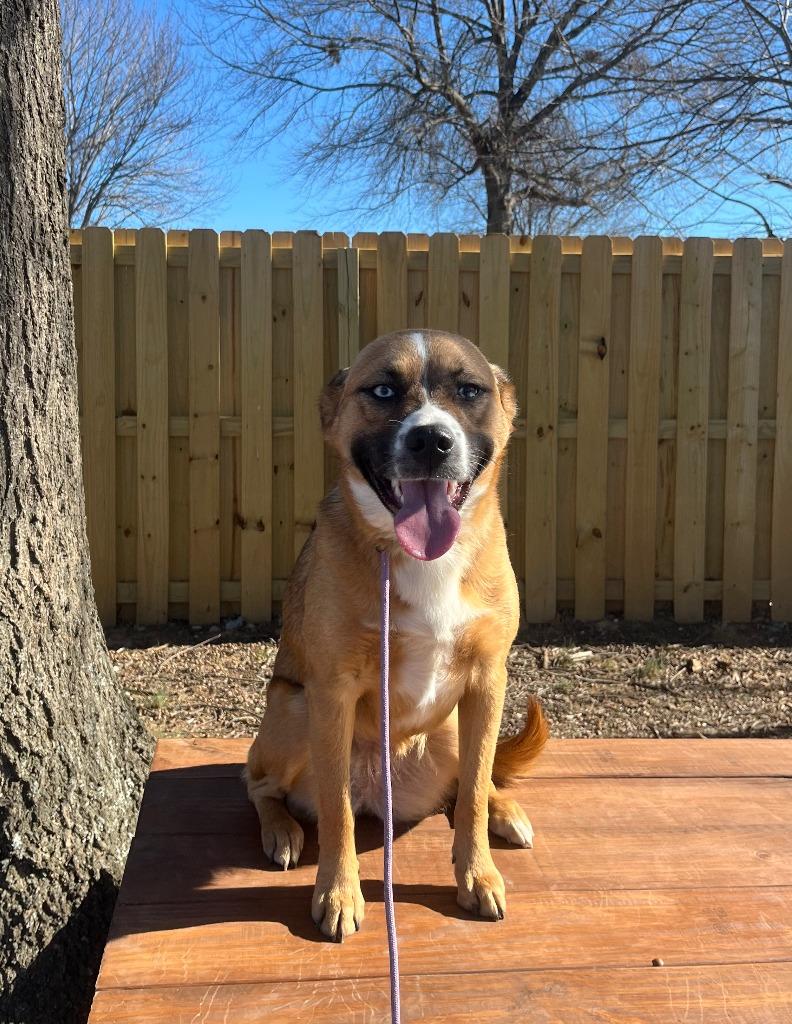 Enlarge Bella, a Adoptable mixed breed in Fayetteville, AR image 2/6