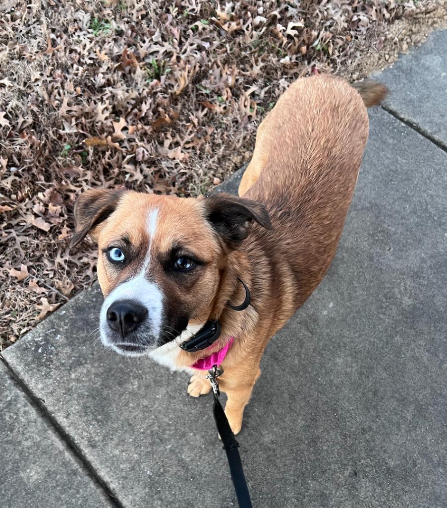 Enlarge Bella, a Adoptable mixed breed in Fayetteville, AR image 3/6