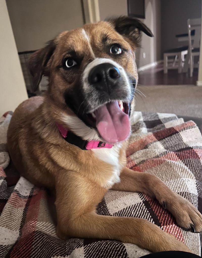 Enlarge Bella, a Adoptable mixed breed in Fayetteville, AR image 4/6