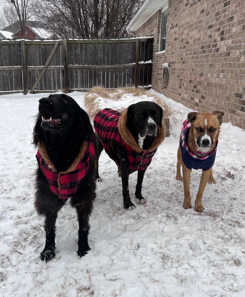 Enlarge Bella, a Adoptable mixed breed in Fayetteville, AR image 4/6