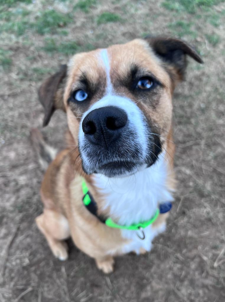 Enlarge Bella, a Adoptable mixed breed in Fayetteville, AR image 5/6