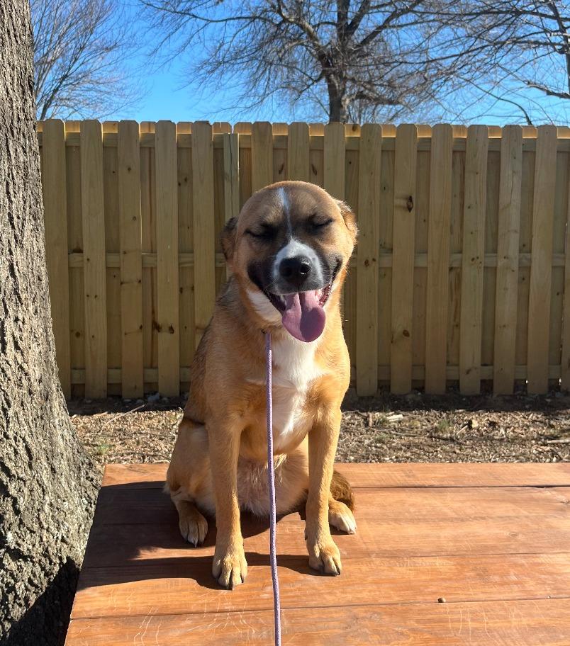 Enlarge Bella, a Adoptable mixed breed in Fayetteville, AR image 5/6