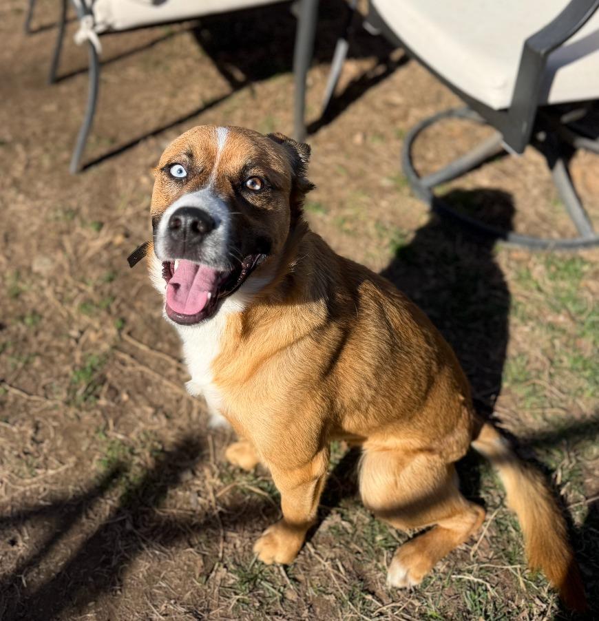 Enlarge Bella, a Adoptable mixed breed in Fayetteville, AR image 6/6