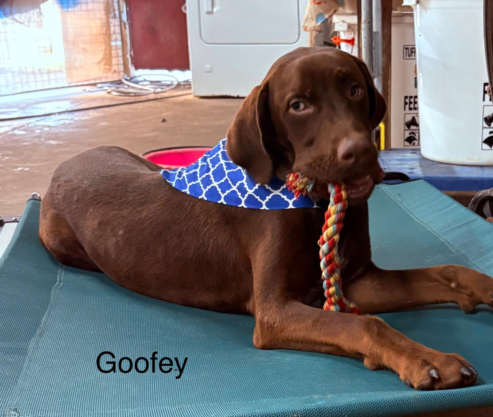 Goofey