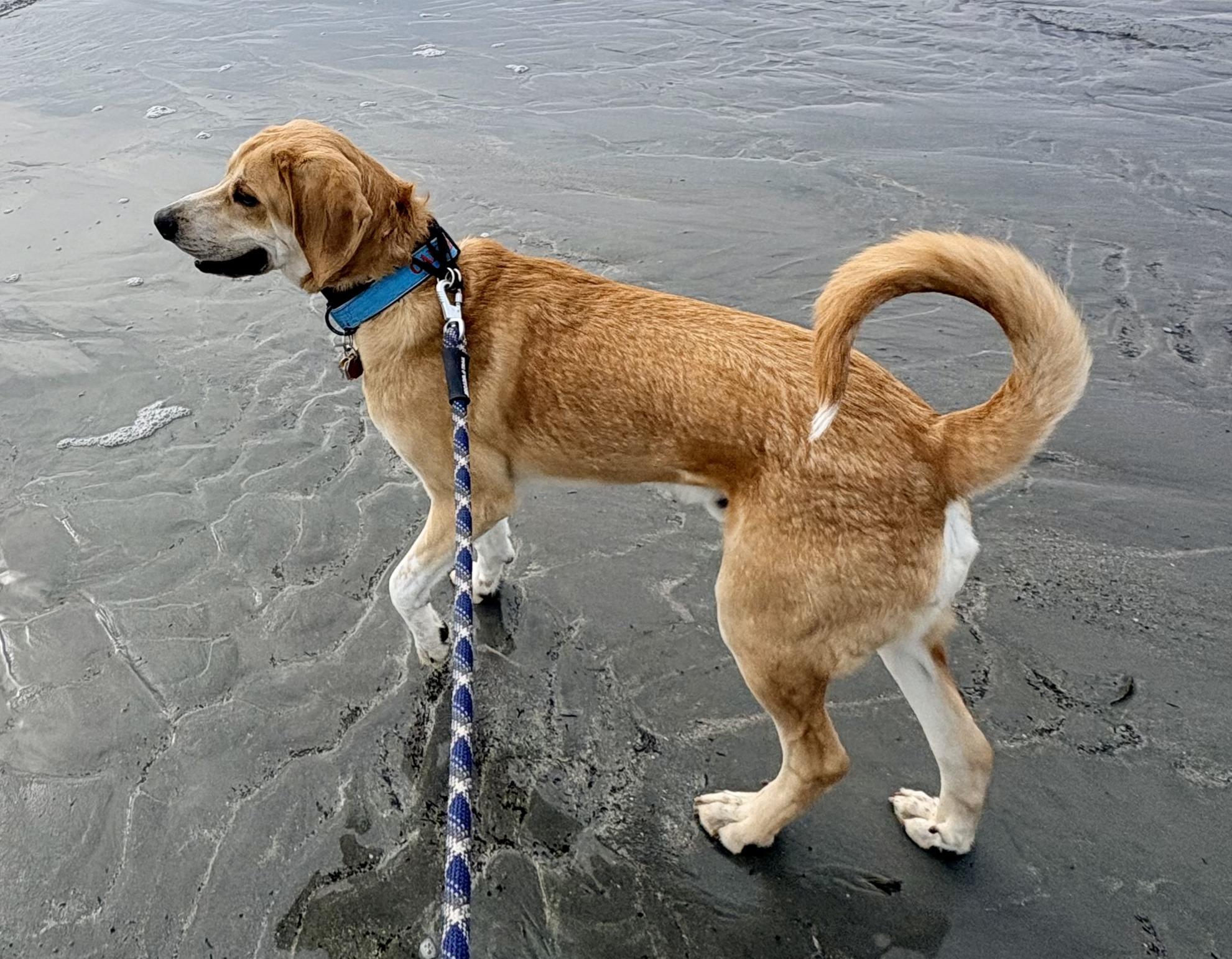 Enlarge Oakley, an adoptable mixed breed in Lexington, MA image 6/6