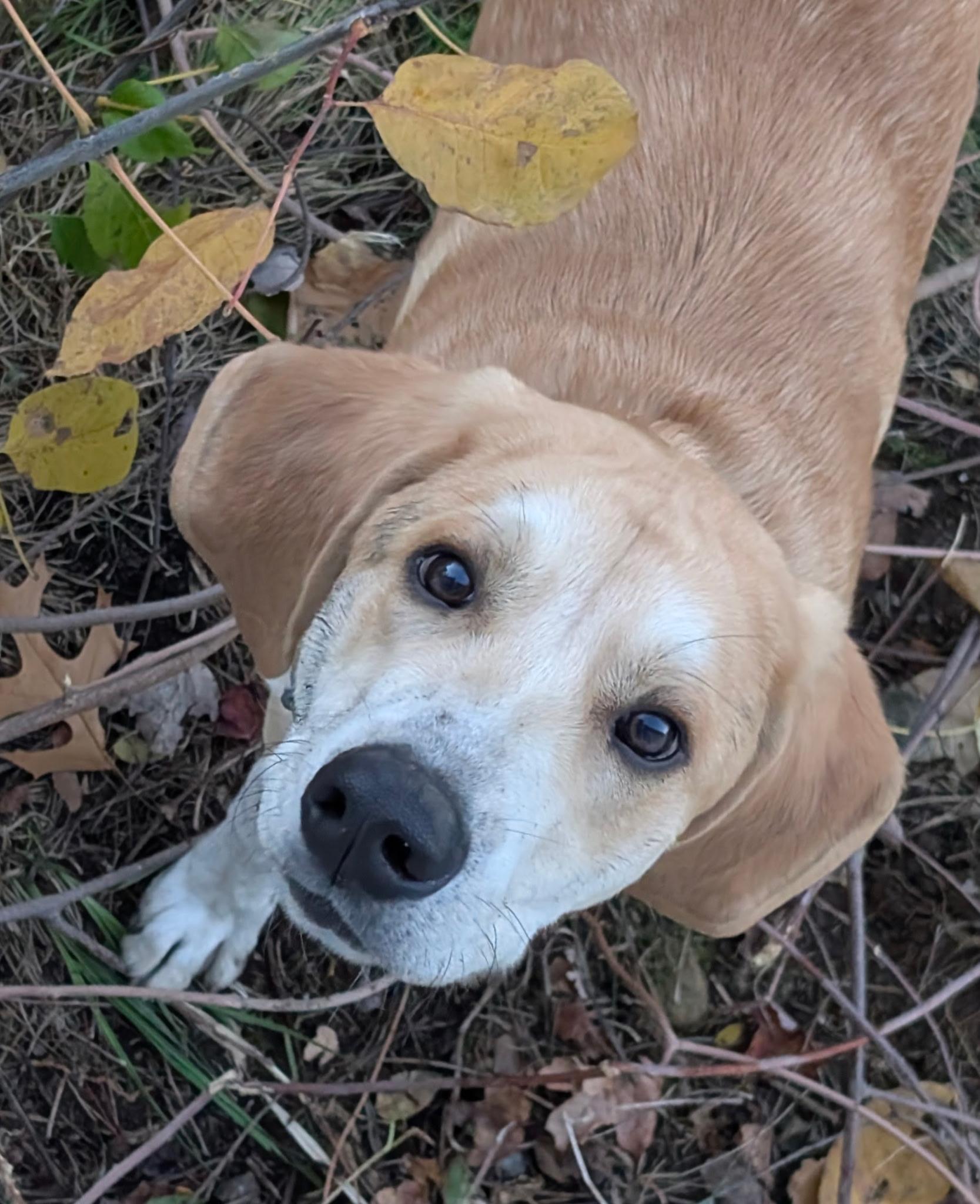 Oakley, ADOPTABLE, Puppy Male Coonhound & Great Pyrenees.