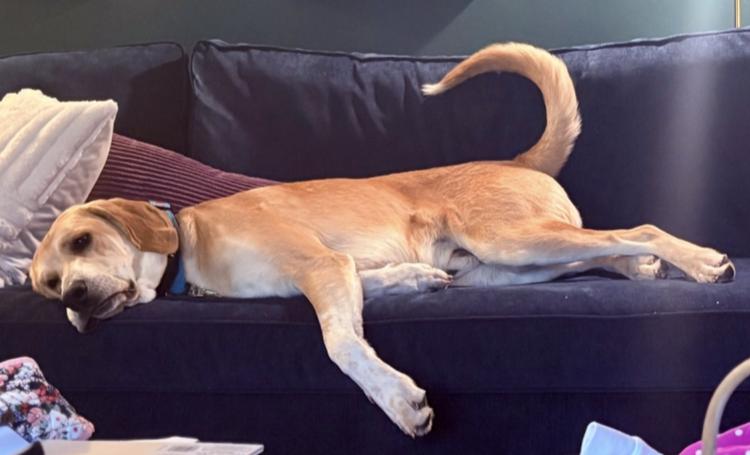 Enlarge Oakley, an adoptable mixed breed in Lexington, MA image 5/6