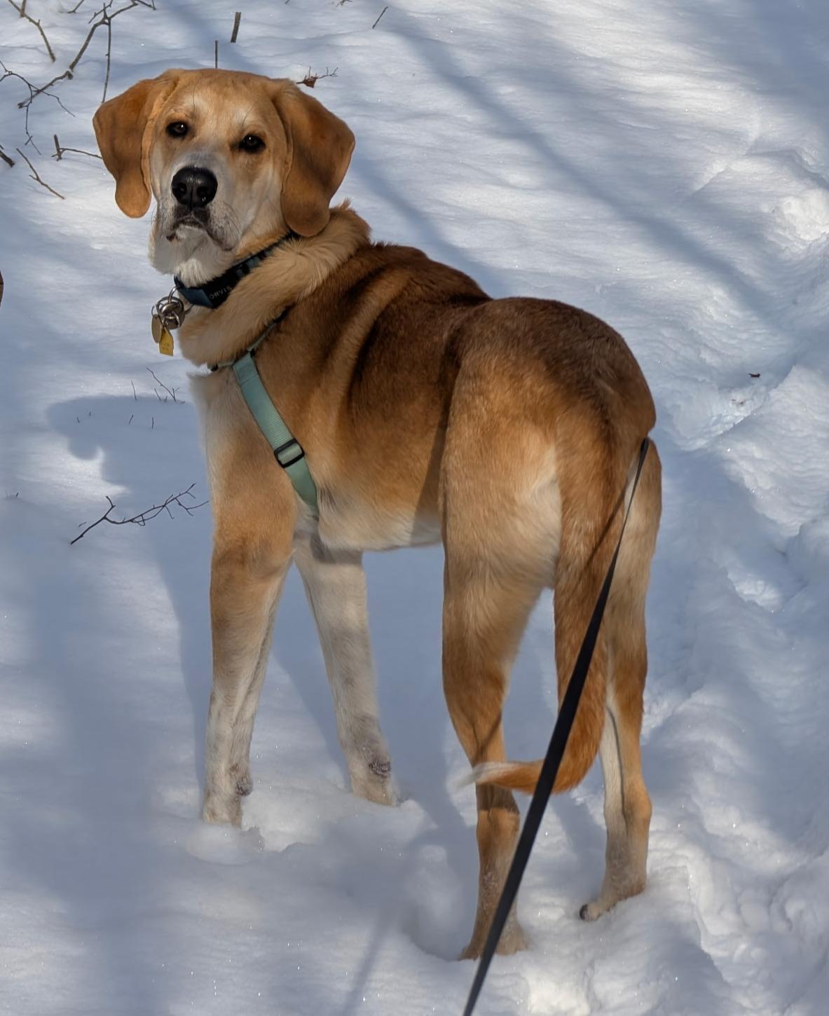 Enlarge Oakley, a ADOPTABLE mixed breed in Lexington, MA image 3/4
