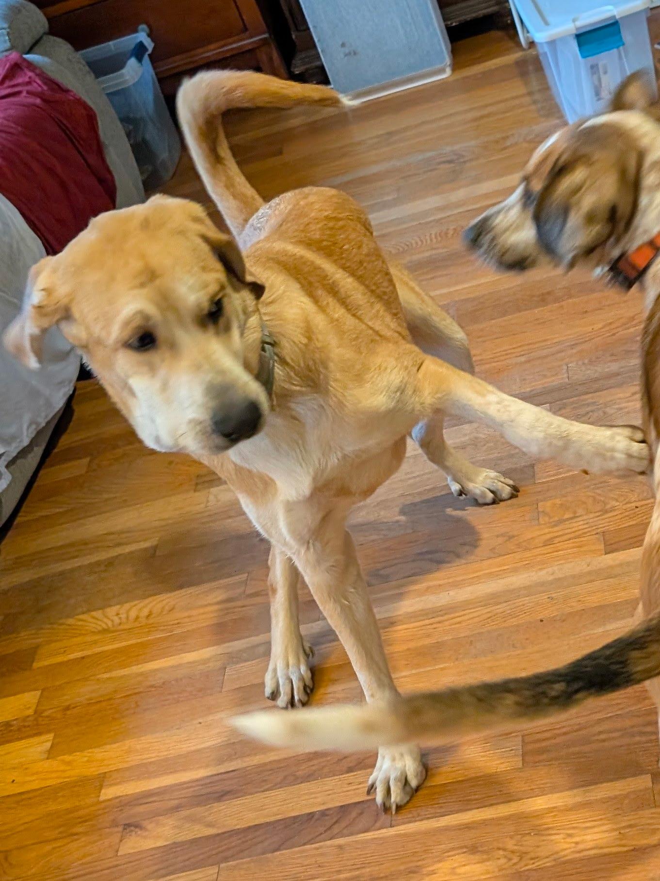 Enlarge Oakley, a ADOPTABLE mixed breed in Lexington, MA image 2/4