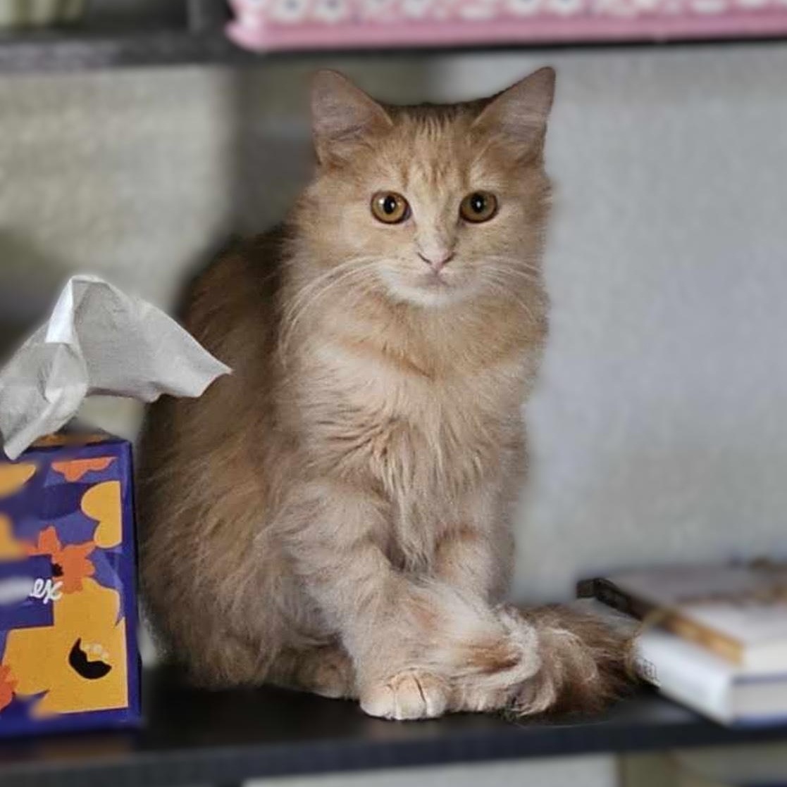 Enlarge Bee & Honey (bonded brother, sister), a Adoptable Domestic Medium Hair in Redding, CA image 1/6