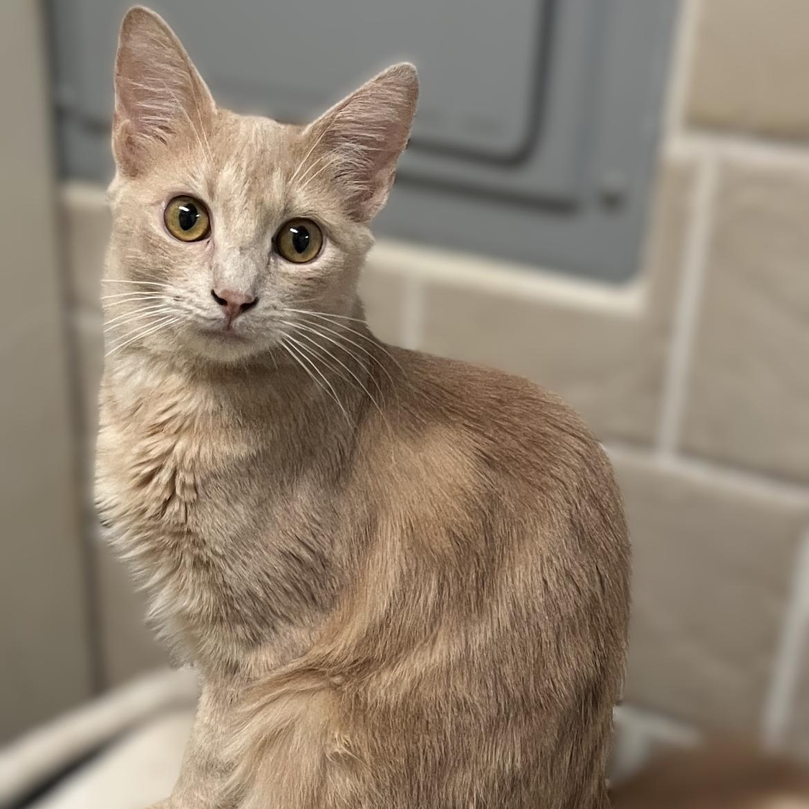 Enlarge Bee & Honey (bonded brother, sister), a Adoptable Domestic Medium Hair in Redding, CA image 6/6