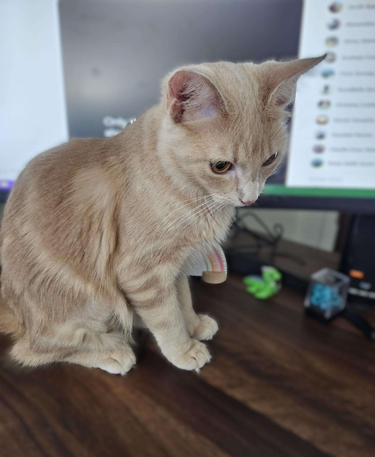 Bee & Honey thumbnail 3