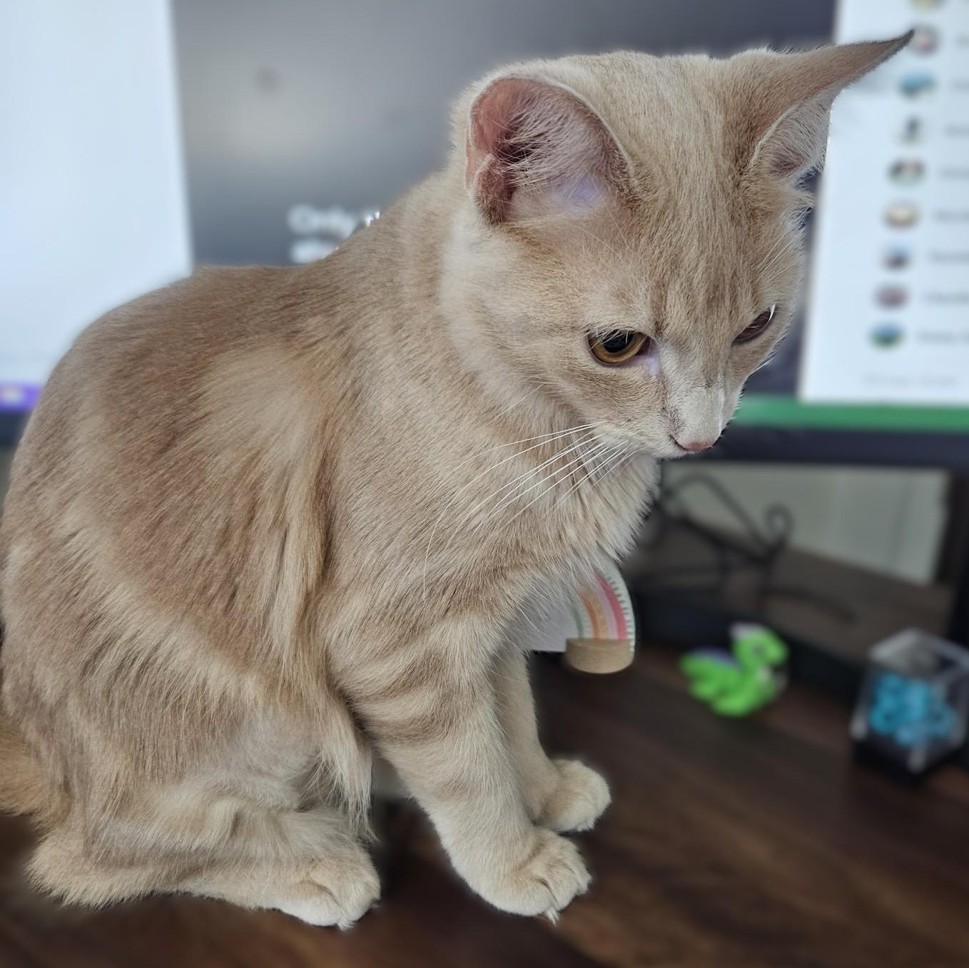 Enlarge Bee & Honey (bonded brother, sister), a Adoptable Domestic Medium Hair in Redding, CA image 5/6