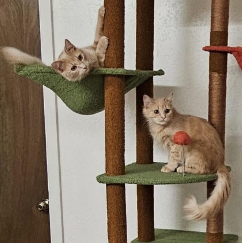 Enlarge Bee & Honey (bonded brother, sister), a Adoptable Domestic Medium Hair in Redding, CA image 3/6