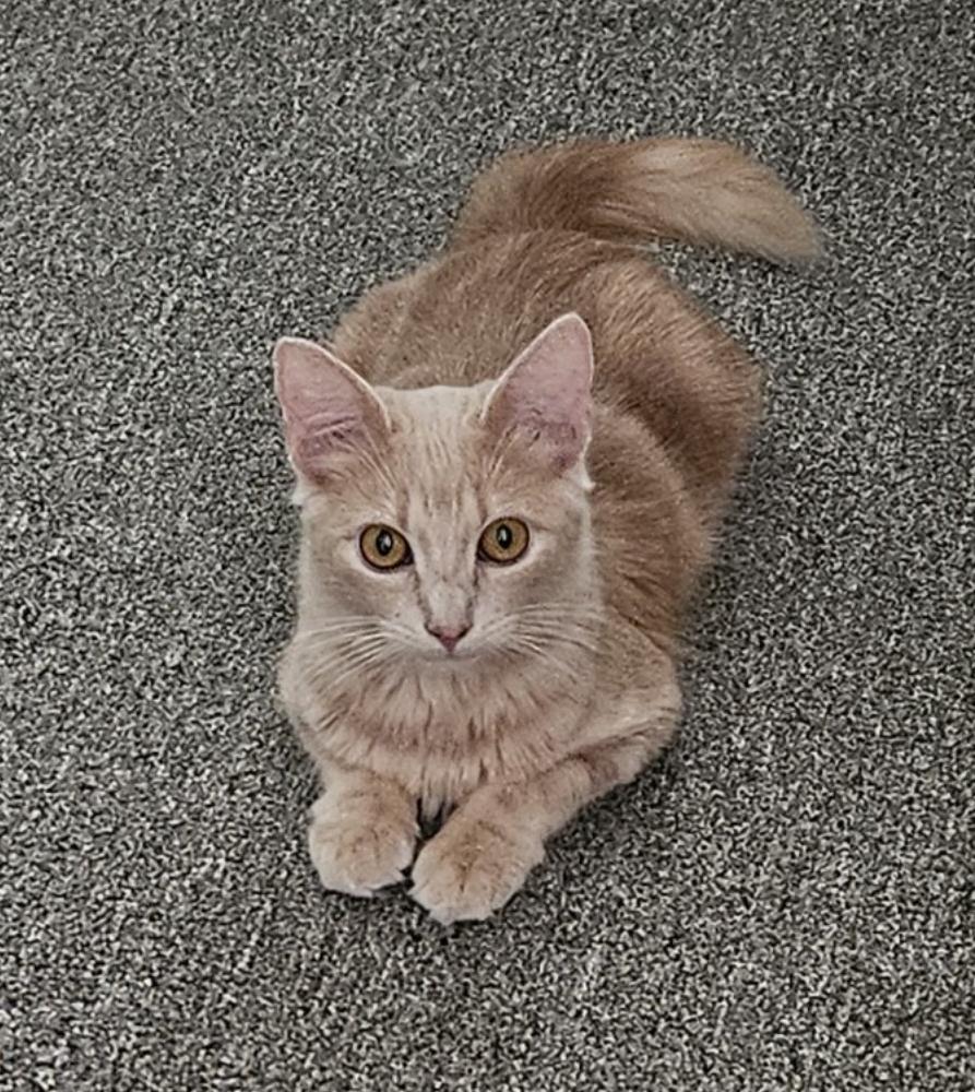 Bee & Honey thumbnail 6