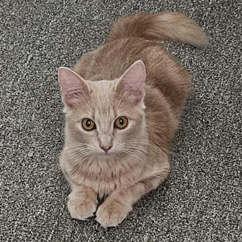 Enlarge Bee & Honey (bonded brother, sister), a Adoptable Domestic Medium Hair in Redding, CA image 2/6