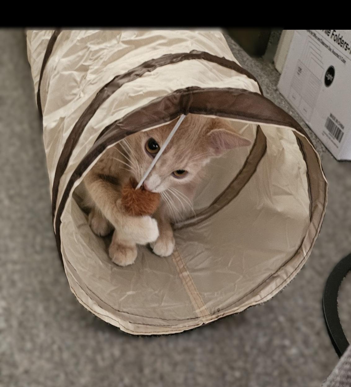 Bee & Honey (bonded brother, sister)