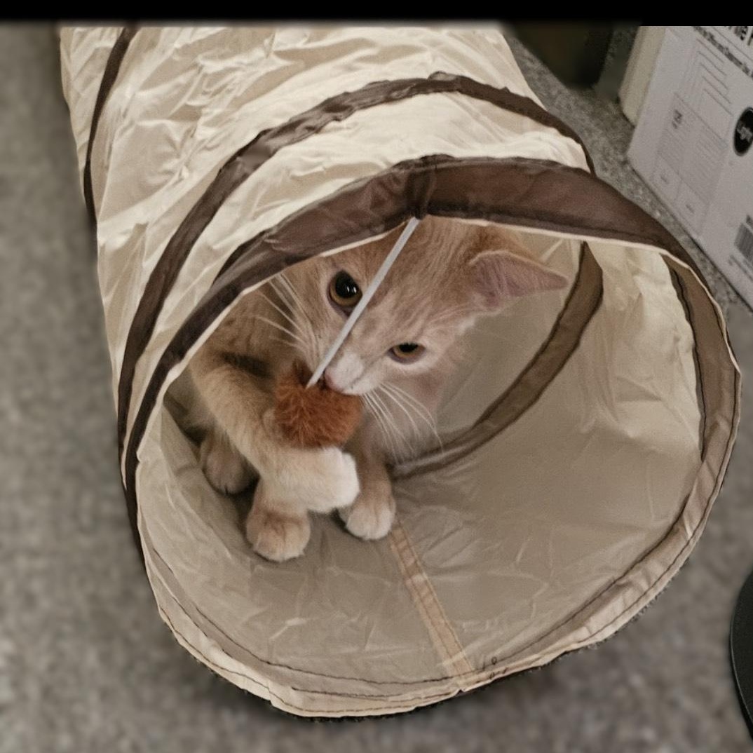 Enlarge Bee & Honey (bonded brother, sister), a Adoptable Domestic Medium Hair in Redding, CA image 4/6