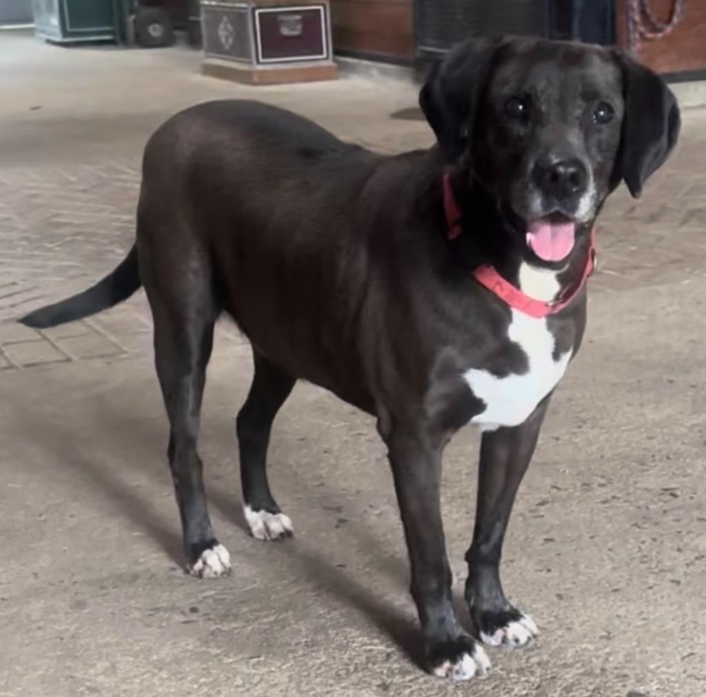 Nestle Meadowood, Adoptable, Senior Male Labrador Retriever & Hound.