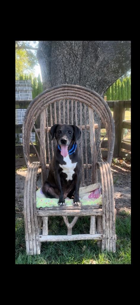 Nestle Meadowood, Adoptable, Senior Male Labrador Retriever & Hound.