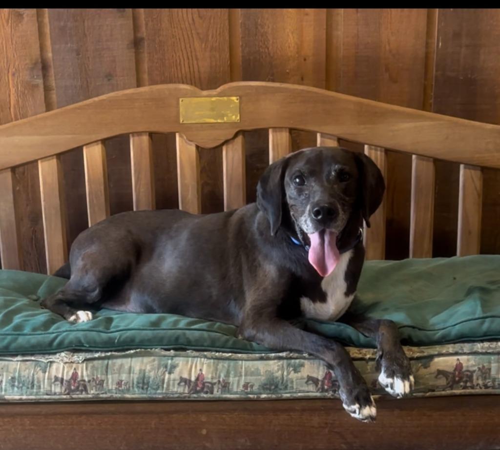 Nestle Meadowood, a Adoptable mixed breed in Princeton, MA image 2/6