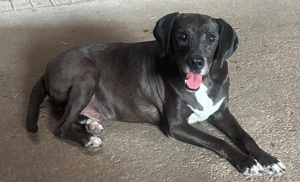 Nestle Meadowood, a Adoptable mixed breed in Princeton, MA image 3/6