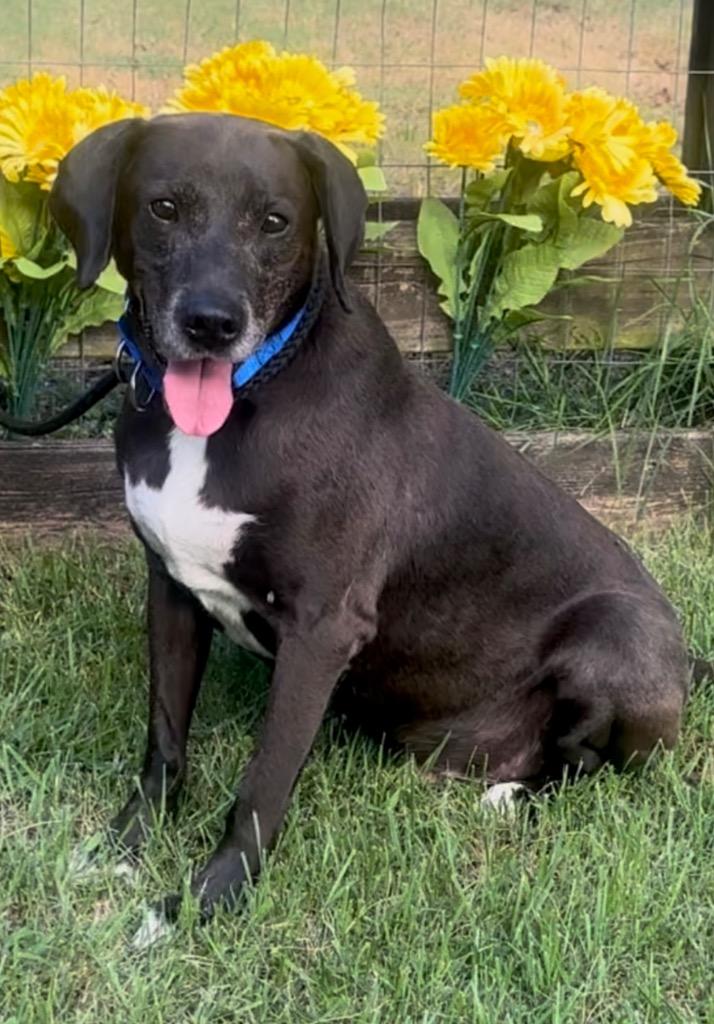 Nestle Meadowood, a Adoptable mixed breed in Princeton, MA image 6/6