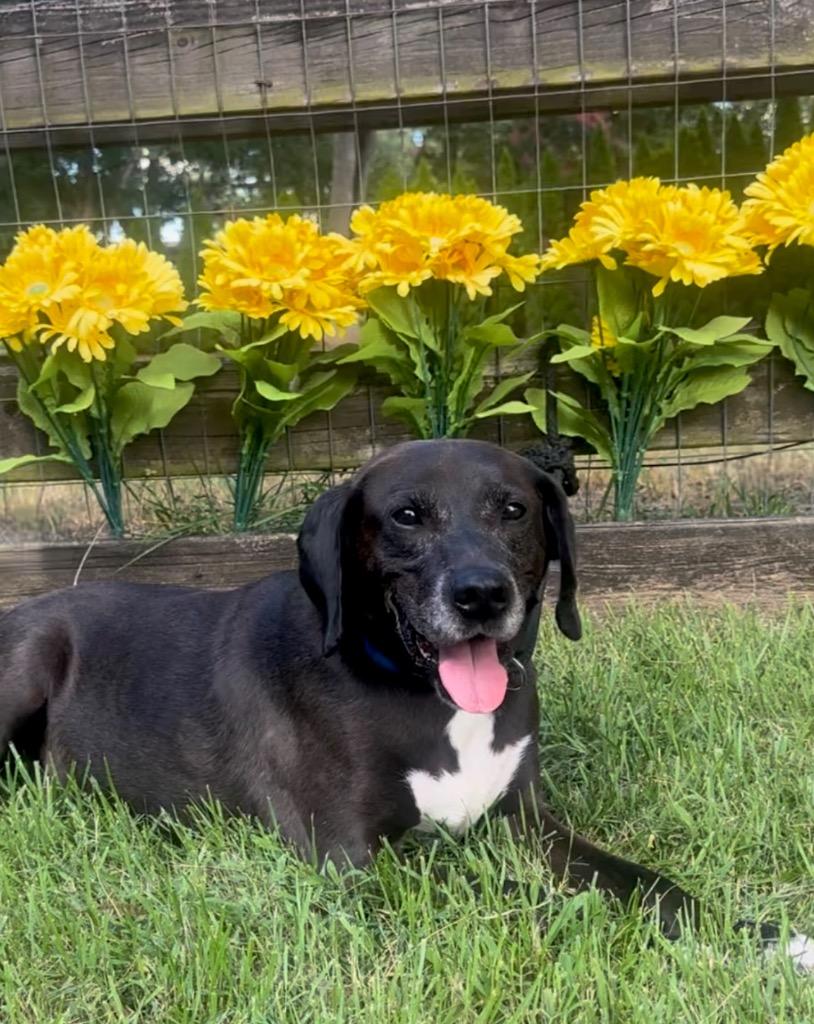 Nestle Meadowood, a Adoptable mixed breed in Princeton, MA image 6/6