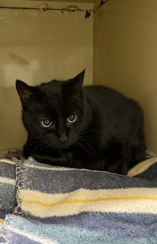 Enlarge Bear, a Adoptable Domestic Short Hair in Arlington, WA image 1/5