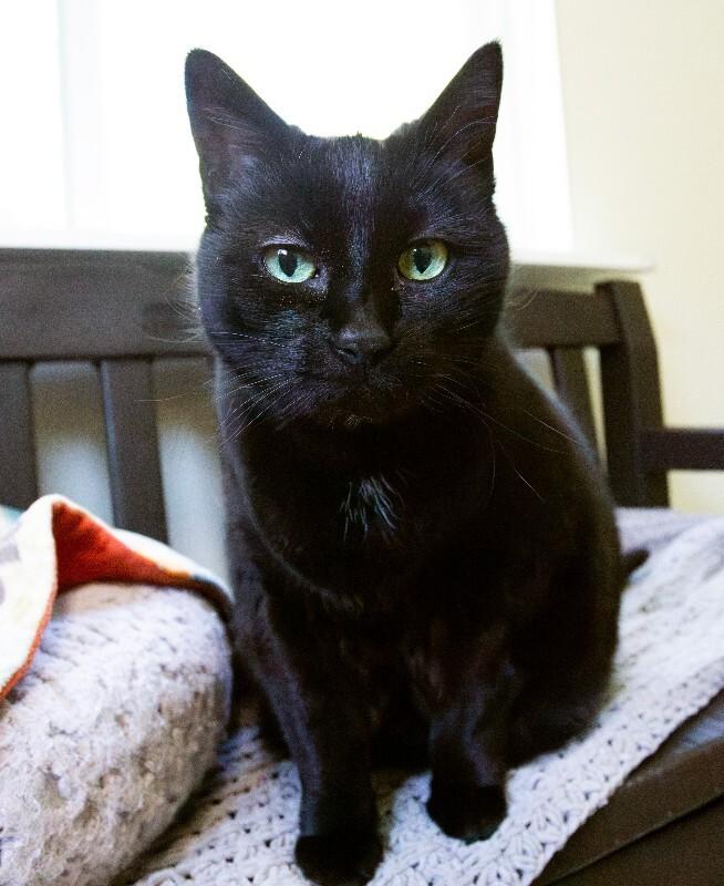 Enlarge Bear, a Adoptable Domestic Short Hair in Arlington, WA image 2/5