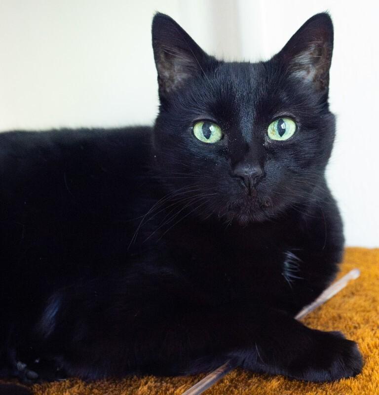 Enlarge Bear, a Adoptable Domestic Short Hair in Arlington, WA image 3/5