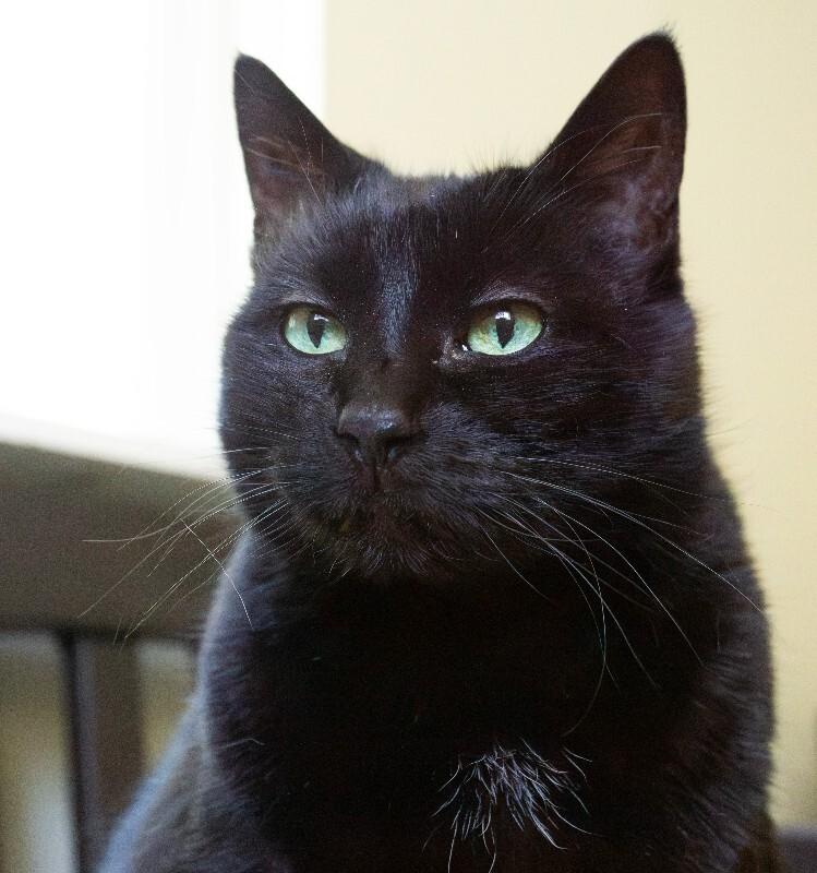 Enlarge Bear, a Adoptable Domestic Short Hair in Arlington, WA image 4/5