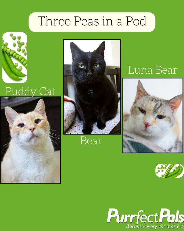 Enlarge Bear, a Adoptable Domestic Short Hair in Arlington, WA image 5/5