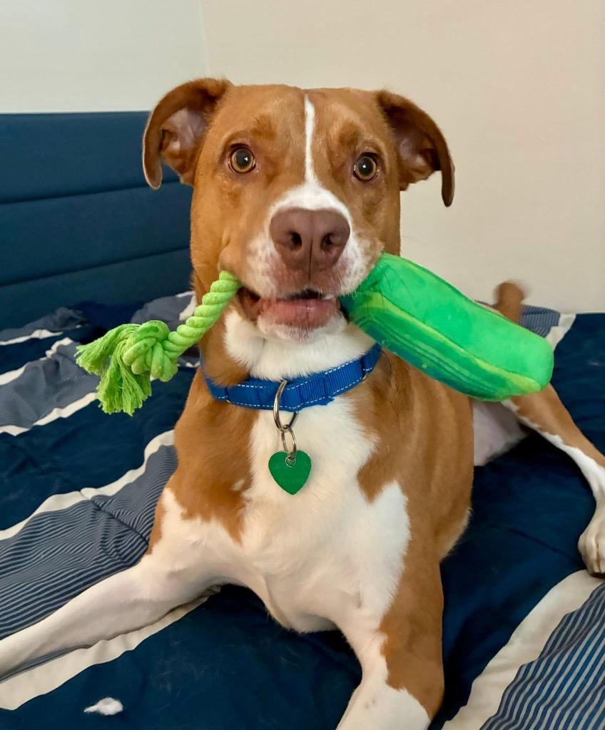 Zeus, Adoptable, Adult Male Terrier.