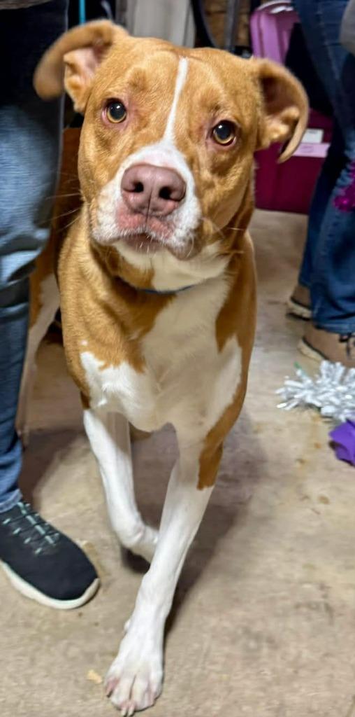 Enlarge Zeus, a Adoptable mixed breed in Charlotte, MI image 3/6