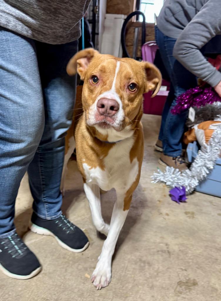 Enlarge Zeus, a Adoptable mixed breed in Charlotte, MI image 4/6