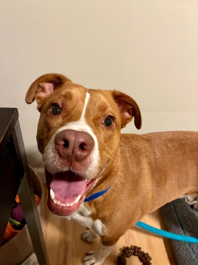 Enlarge Zeus, a Adoptable mixed breed in Charlotte, MI image 5/6