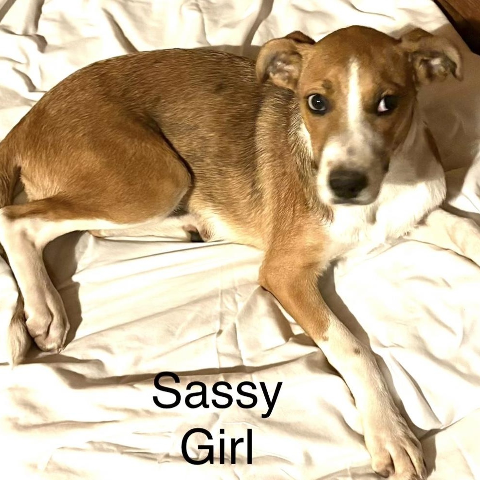 Sassy - Local May 22-24, adoptable, Puppy Female Labrador Retriever.