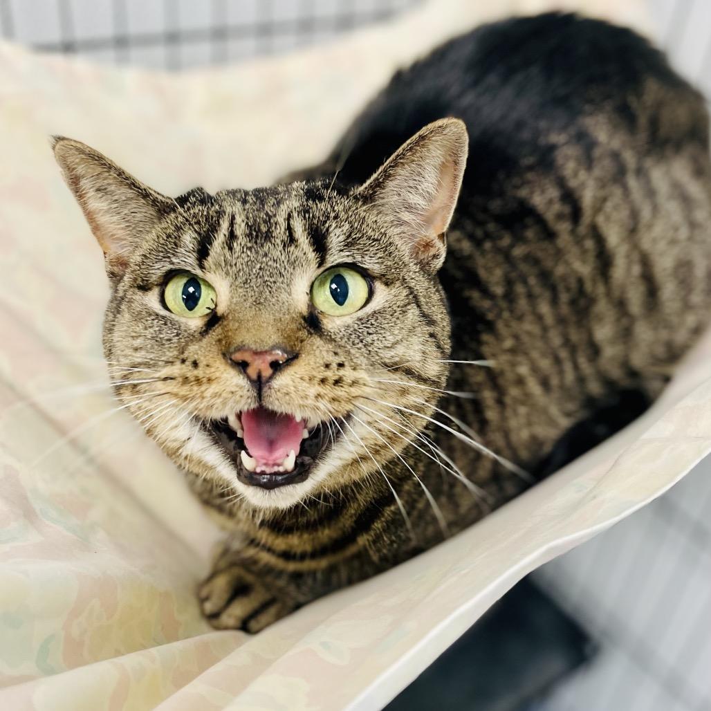 Enlarge Bella, a Adoptable Domestic Short Hair in Lebanon, MO image 1/1