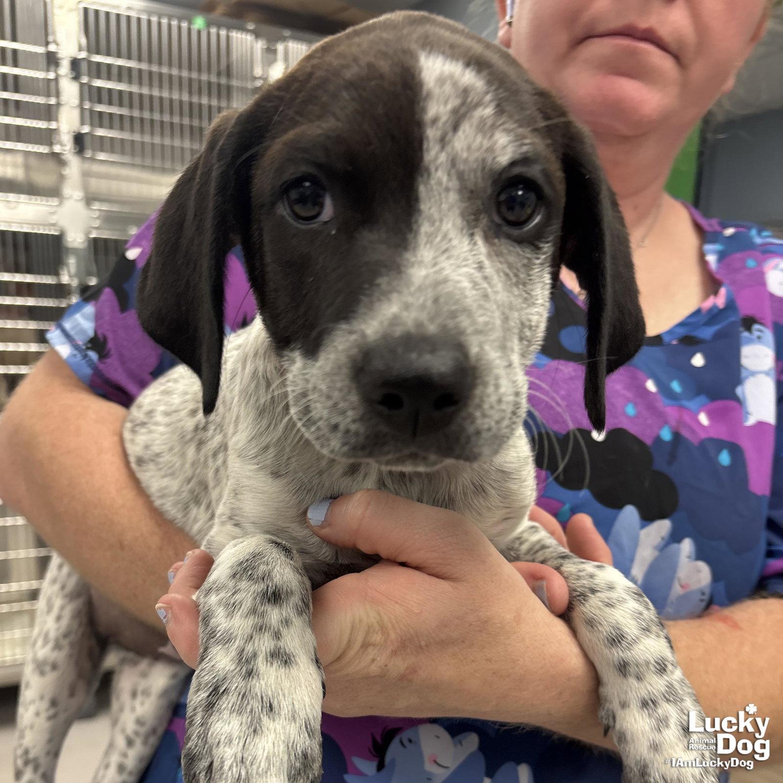 Enlarge Miss Rosie, a Adoptable mixed breed in Washington, DC image 2/3