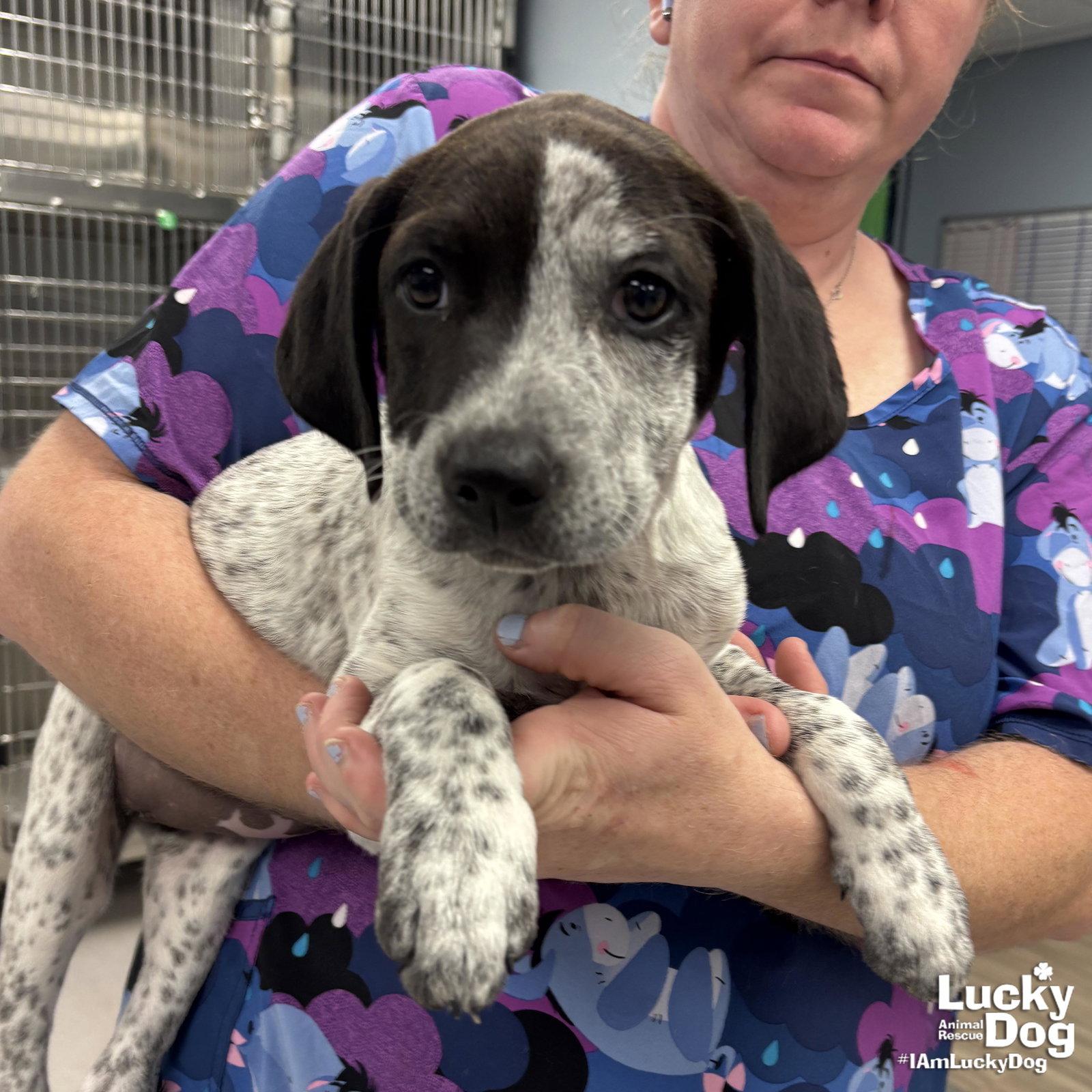 Enlarge Miss Rosie, a Adoptable mixed breed in Washington, DC image 3/3