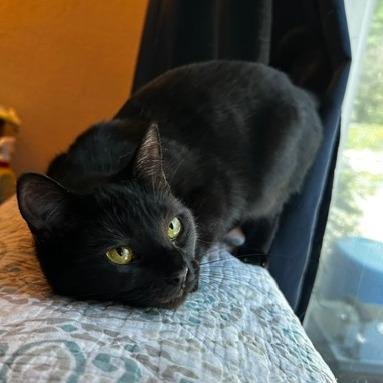 Hazel, Adoptable, Young Female Domestic Short Hair.