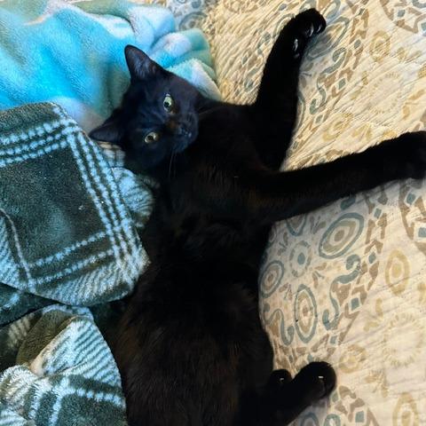 Hazel, a Adoptable Domestic Short Hair in debary, FL image 2/2