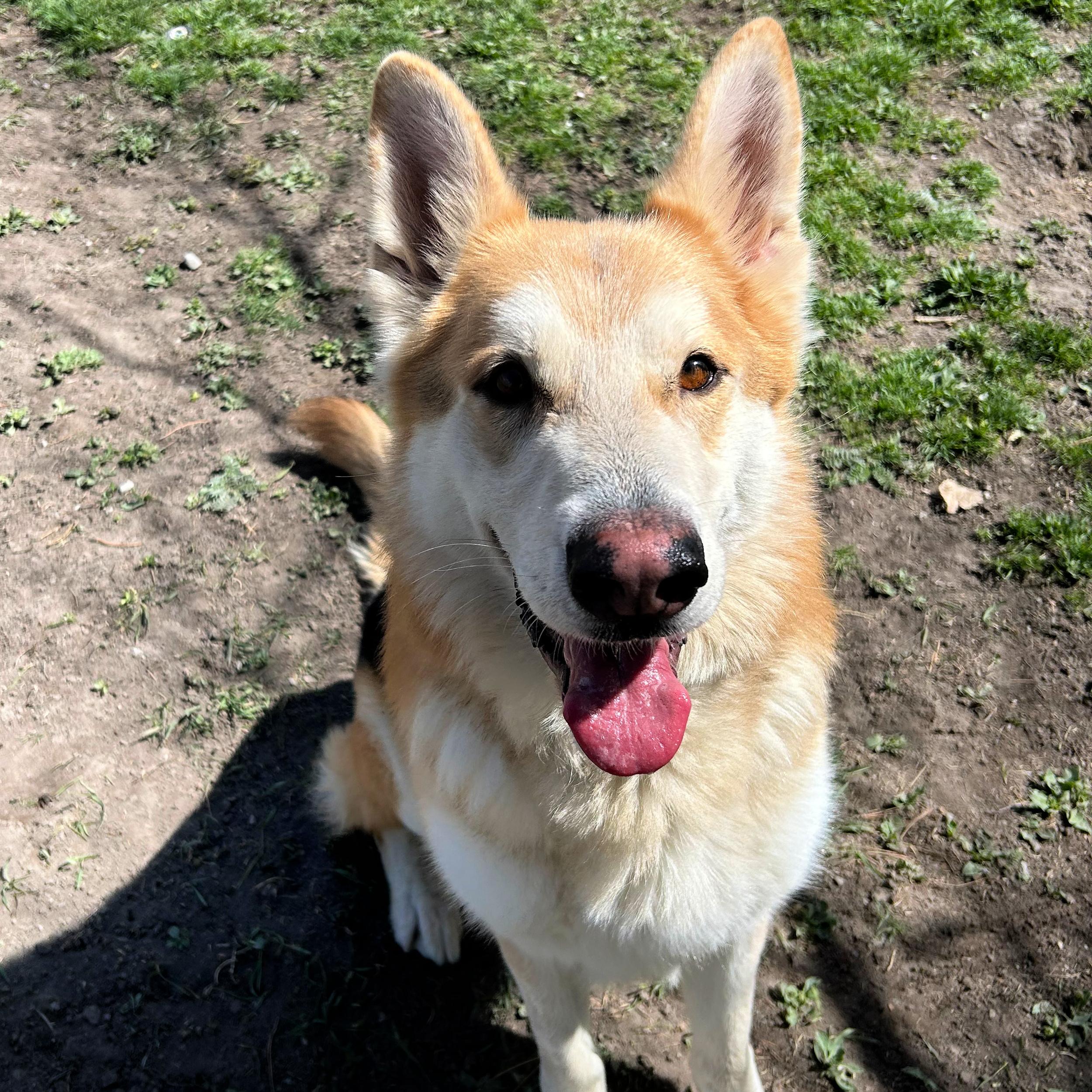 Enlarge Duke, a ADOPTABLE mixed breed in Lindon, UT image 3/5